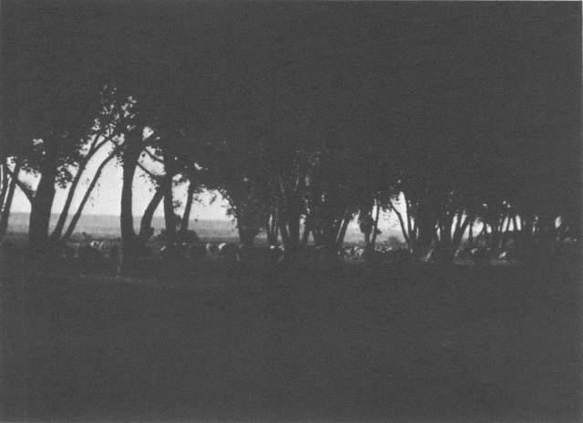 Under the Cottonwoods - Navaho Illustration: Under the Cottonwoods - Navaho