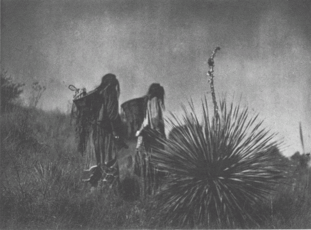 Mescal Harvest - Apache Illustration: Mescal Harvest - Apache