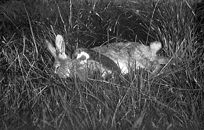 Small weasel on neck of large rabbit in tall grasses.