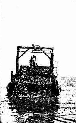 THE KELP HARVESTER GATHERING THE SEAWEED FROM THE
PACIFIC OCEAN