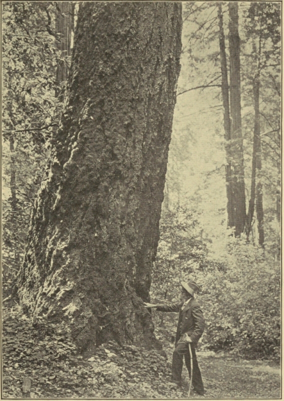 JOHN MUIR AT THE FOOT OF A DOUGLAS SPRUCE IN
MUIR WOODS