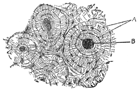 CROSS SECTION OF COMPACT BONE FROM THE SHAFT OF THE
HUMERUS

A, bone cells; B, blood capillaries. (From Martin’s “Human Body”)