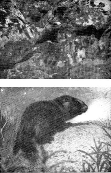 IV. (a) The Whistler watching me from the rocks.

Photo by E. T. Seton