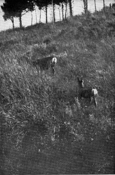 X. Blacktail Family

Photo by E. T. Seton
