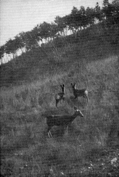 XI. Blacktail mother with her twins

Photo by E. T. Seton