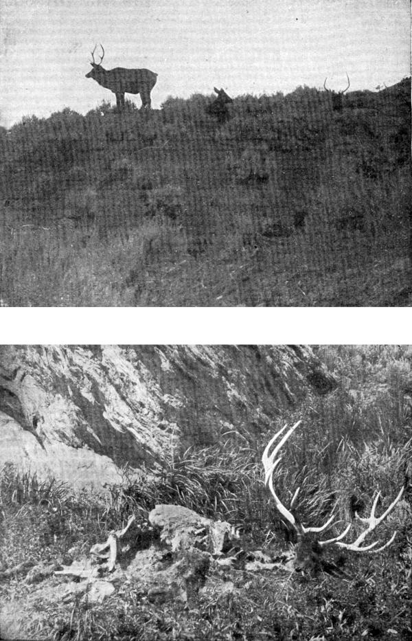 XIII. Elk in Wyoming: (a) "Dawn" Photo by E. T. Seton
(b) "Nightfall" Photo by G. G. Seton
