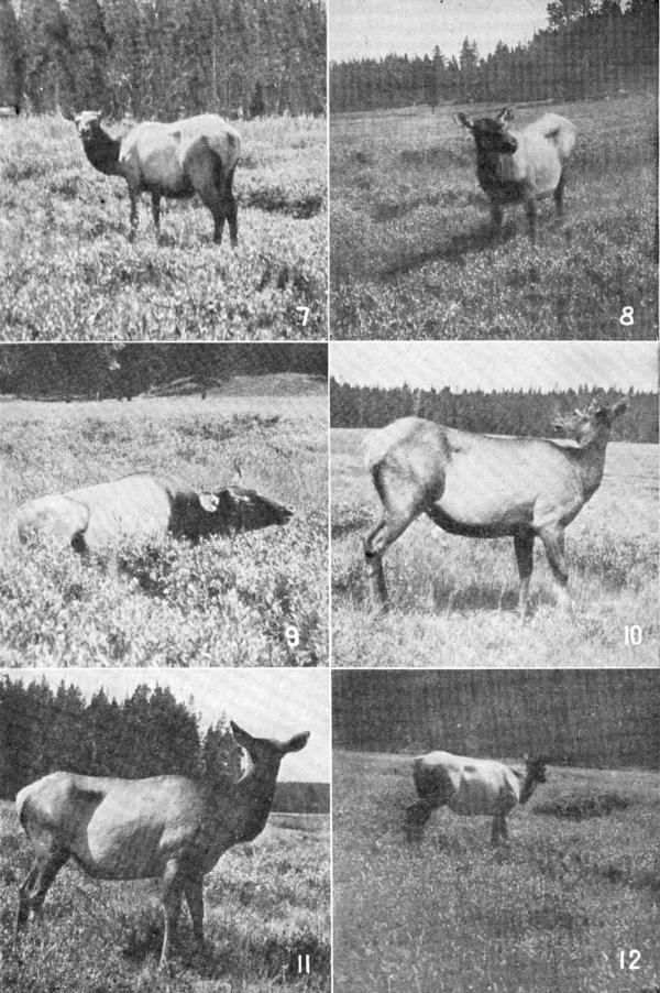 XVI. The last shots at the Hoodoo Cow

Photos by E. T. Seton