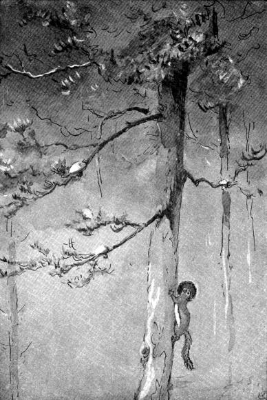 XXV. Red-squirrel storing mushrooms for winter use

Sketched from life in the Selkirk Mountains, by E. T. Seton