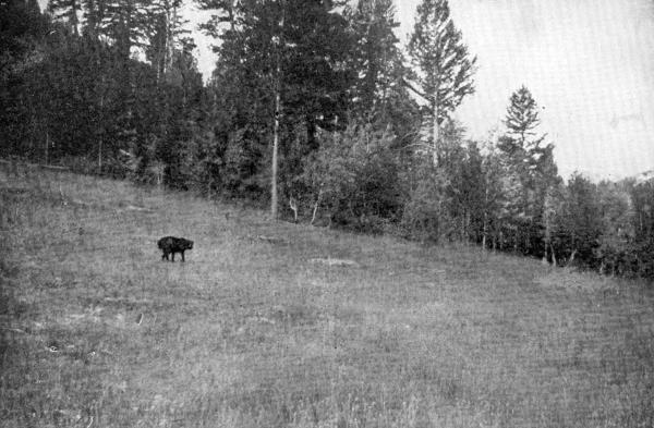 XXVI. Chink stalking the Picket-pin

Photo by E. T. Seton