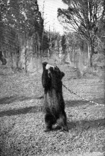 XLVIII. Johnnie happy at last

Photo by Miss L. Griscom