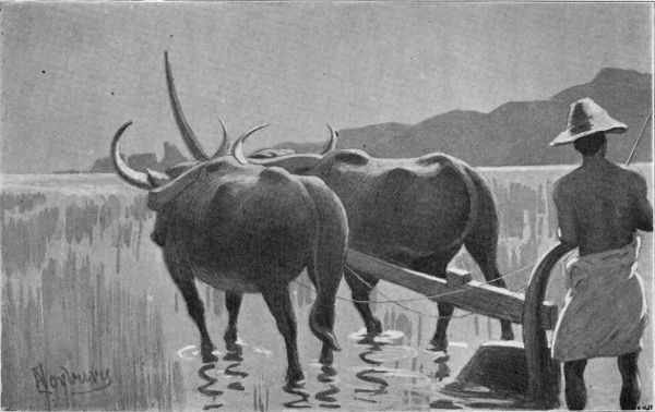 A SIAMESE RICE-PLOUGH.