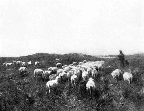 MAUVE
Sheep on the Dunes