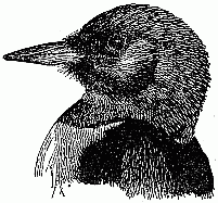 Red-headed Woodpecker—Eastern.
(One half natural size.)