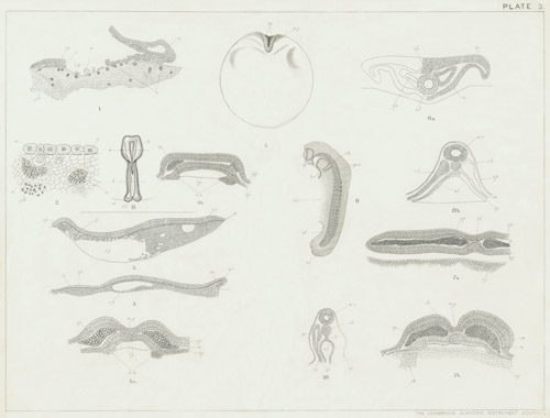 Illustration: Plate 3