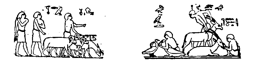 Figs. 164 and 165.--Scenes from the tomb of Khnûmhotep at
Beni Hasan, Twelfth Dynasty. 