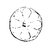 Fig 237.--Tile inlay, Tell el Yahûdeh. 