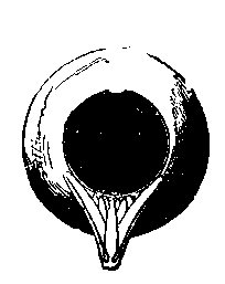 Fig 277.--Same jug seen from above. 