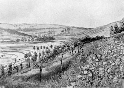 CULTIVATION IN TERRACES. In the foreground the poppy in
bloom.