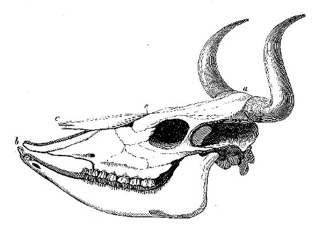 Skull of Domestic Ox, from a specimen in the Royal
College of Surgeons.