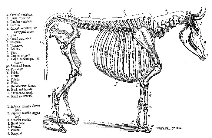 Skeleton of Domestic Ox, from a specimen in the Royal College of
Surgeons.