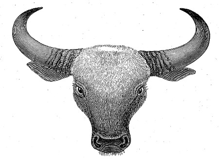 Head of Gaur, from the stuffed Specimen in the British
Museum.