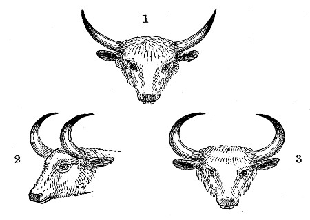 1. Head of the perfect animal. 2, 3. Heads of the
emasculated animal.