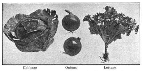 Cabbage, Onions, Lettuce