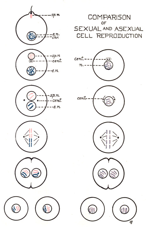 Illustration: Comparison of Sexual and Asexual Cell Reproduction.