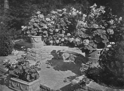Geraniums in Neapolitan Pots.