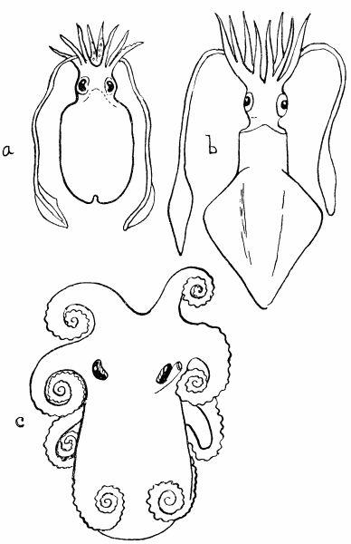 Fig. 22.—(a) Sepia officinalis, after
Tryon, "Cephalopoda".
(b) Loligo vulgaris, after Tryon.
(c) The position usually adopted by the resting Octopus, after
Tryon.