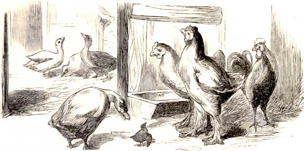 THE LITTLE SINGING BIRD RECEIVES DISTINGUISHED
PATRONAGE.