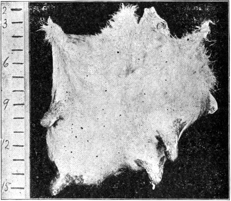 Fig. 21: Front view of a tuberculous udder, showing extent
of swelling in single quarter.
