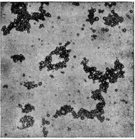 Fig. 22. Microscopic appearance of normal milk showing
the fat-globules aggregated in clusters.