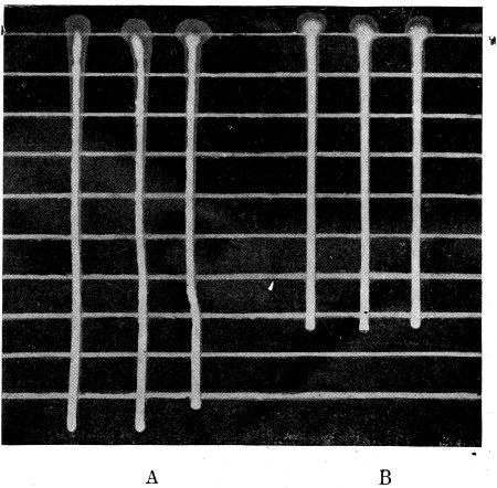 Fig. 29. Relative consistency of pasteurized cream before
(A) and after (B) treatment with viscogen as shown by rate of flow down
inclined glass plate.