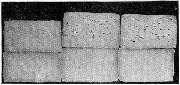 Fig. 31. Influence of curing temperature on texture of
cheese. Upper row ripened eight months at 60° F.; lower row at 40° F.
