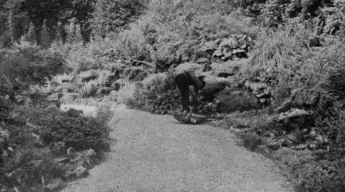 A rock garden merging into woodland. A curved path is
desirable, as it affords a greater number of vistas