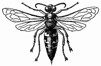 Fig. 8.—The Cicada Wasp, Sphecius speciosus.