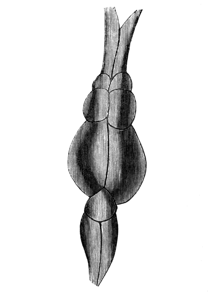 Brain of the Cod, the two larger lobes being those of
vision, the brain being in front of these.