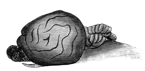 Brain of the Cat, with bulb of smell in front, and little
brain behind.