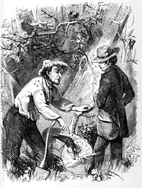 A BEE HUNT.

"That's the raal stuff," exclaimed Venison; "something 'sides bees'-bread."
Page 62.