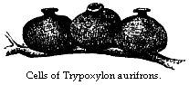 Cells of Trypoxylon aurifrons.