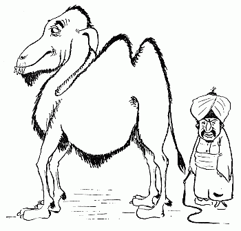 Dromedary