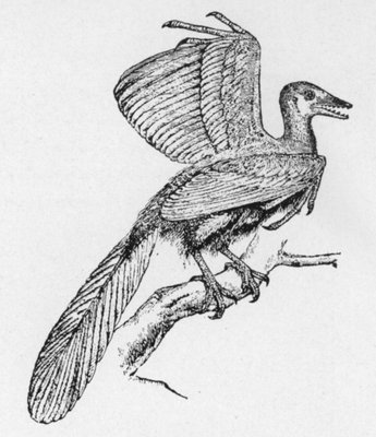 THE ARCHÃOPTERYX