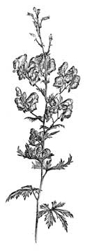 ACONITUM AUTUMNALE.