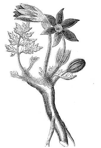 Fig. 9.