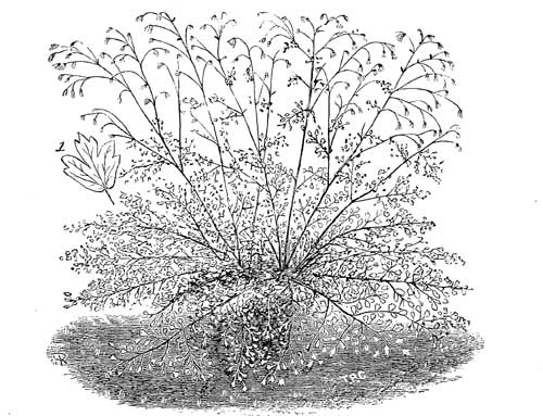 Fig. 54.