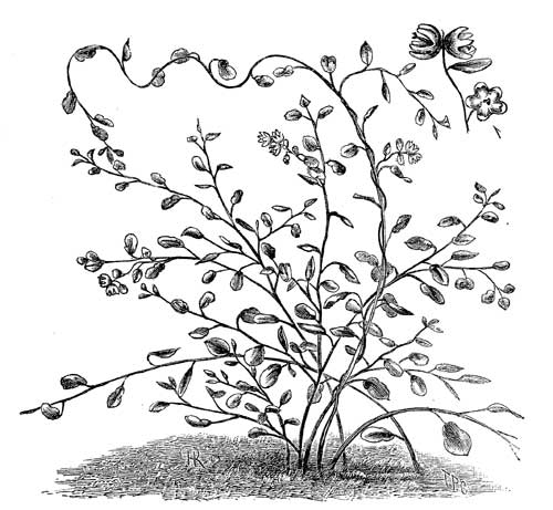Fig. 64.