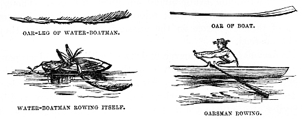 Image unavailable: OAR-LEG OF WATER-BOATMAN.

OAR OF BOAT.

WATER-BOATMAN ROWING ITSELF.

OARSMAN ROWING.