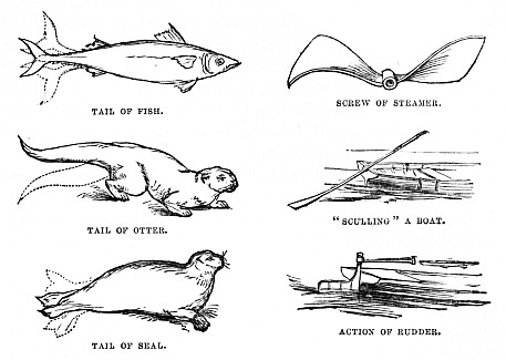 Image unavailable: TAIL OF FISH.

SCREW OF STEAMER.

TAIL OF OTTER.

“SCULLING” A BOAT.

TAIL OF SEAL.

ACTION OF RUDDER.