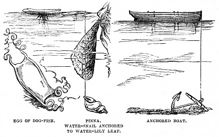 Image unavailable: EGG OF DOG-FISH.           PINNA.           ANCHORED BOAT.
                    WATER-SNAIL ANCHORED
                     TO WATER-LILY LEAF.